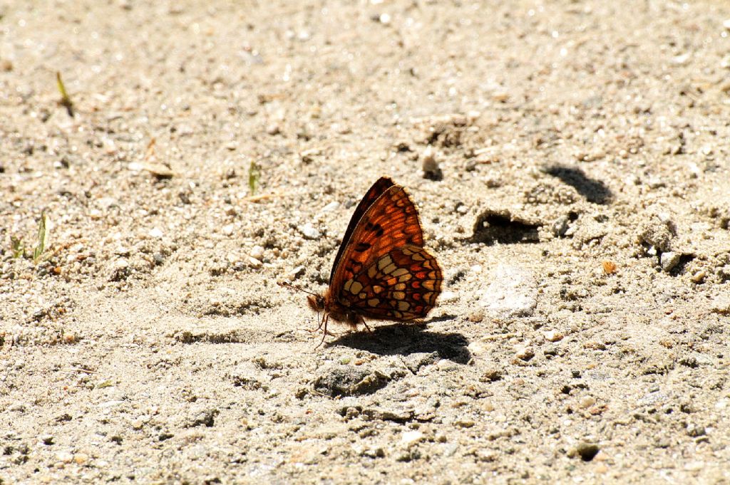 Melitaea britomartis?